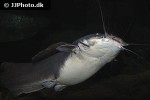 heterobranchus longifilis heterobranchus longifilis