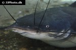heterobranchus longifilis heterobranchus longifilis