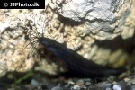 heteropneustes fossilis heteropneustes fossilis