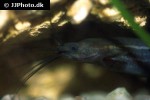 heteropneustes fossilis heteropneustes fossilis