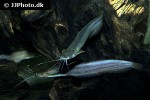 heteropneustes fossilis heteropneustes fossilis