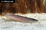 heteropneustes fossilis heteropneustes fossilis