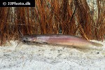 heteropneustes fossilis heteropneustes fossilis
