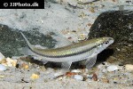 apareiodon affinis apareiodon affinis