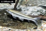 apareiodon affinis apareiodon affinis