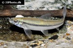 apareiodon affinis apareiodon affinis