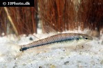characidium boavistae characidium boavistae
