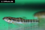 characidium fasciatum characidium fasciatum