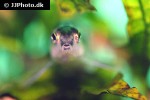 characidium fasciatum characidium fasciatum