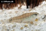 characidium laterale characidium laterale