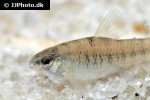 characidium laterale characidium laterale