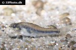 characidium species characidium species
