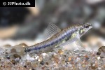 characidium species characidium species