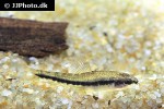 characidium species lucero pata characidium species lucero pata