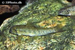 characidium species paraguay characidium species paraguay