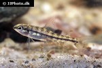 characidium steindachneri characidium steindachneri