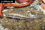 characidium steindachneri characidium steindachneri