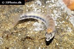 characidium steindachneri characidium steindachneri