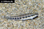 characidium steindachneri characidium steindachneri