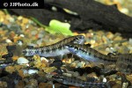 characidium steindachneri characidium steindachneri