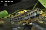 characidium steindachneri characidium steindachneri