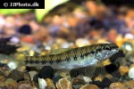 characidium steindachneri characidium steindachneri