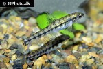characidium steindachneri characidium steindachneri