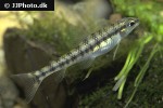 characidium steindachneri characidium steindachneri