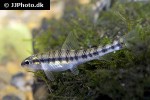 characidium steindachneri characidium steindachneri