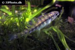 characidium steindachneri characidium steindachneri