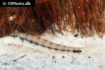 characidium steindachneri characidium steindachneri