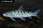 saccodon dariensis saccodon dariensis