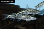 saccodon dariensis saccodon dariensis