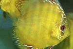 symphysodon aequifasciatus alenquer symphysodon aequifasciatus alenquer