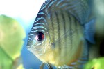 symphysodon aequifasciatus blue alenquer symphysodon aequifasciatus blue alenquer