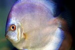 symphysodon aequifasciatus blue diamond symphysodon aequifasciatus blue diamond