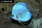 symphysodon aequifasciatus blue diamond symphysodon aequifasciatus blue diamond