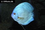 symphysodon aequifasciatus blue diamond symphysodon aequifasciatus blue diamond