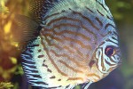symphysodon aequifasciatus blue turquoise symphysodon aequifasciatus blue turquoise