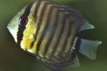 symphysodon aequifasciatus brown symphysodon aequifasciatus brown