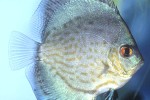 symphysodon aequifasciatus cobalt blue symphysodon aequifasciatus cobalt blue