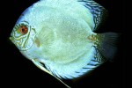 symphysodon aequifasciatus cobalt blue symphysodon aequifasciatus cobalt blue