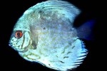symphysodon aequifasciatus cobalt blue symphysodon aequifasciatus cobalt blue