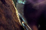 symphysodon aequifasciatus cobalt blue symphysodon aequifasciatus cobalt blue