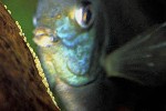 symphysodon aequifasciatus cobalt blue symphysodon aequifasciatus cobalt blue