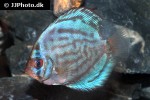 symphysodon aequifasciatus cobalt blue symphysodon aequifasciatus cobalt blue