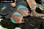 symphysodon aequifasciatus cobalt blue symphysodon aequifasciatus cobalt blue