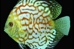 symphysodon aequifasciatus firestone marlboro symphysodon aequifasciatus firestone marlboro
