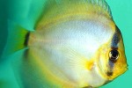 symphysodon aequifasciatus ghost symphysodon aequifasciatus ghost