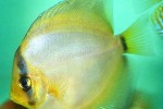 symphysodon aequifasciatus ghost symphysodon aequifasciatus ghost